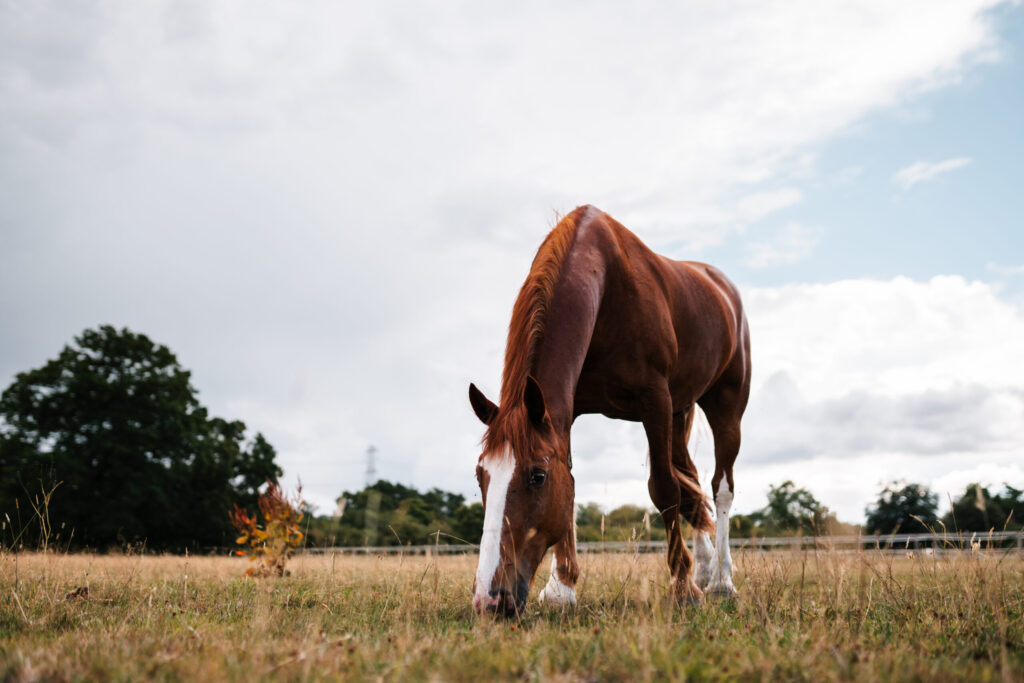 BHS Swallowfield-Grazing Chestnut